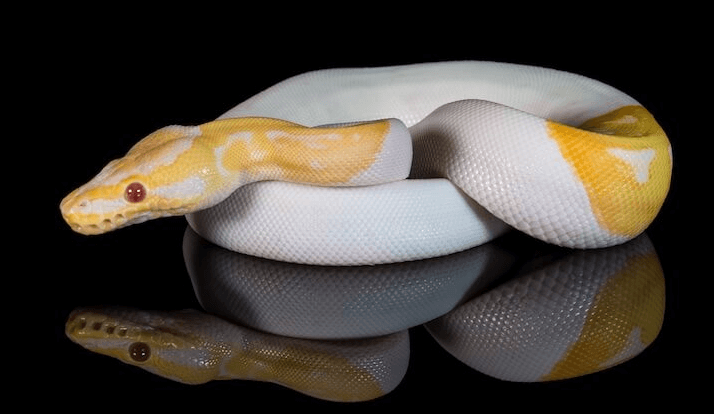 Cute:3ryxm-Avp0u= Albino Ball Python