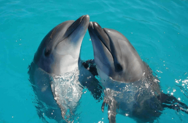 Cute:0u5pmhczsoe= Dolphins