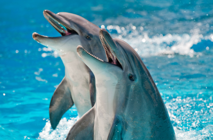 Cute:0u5pmhczsoe= Dolphins