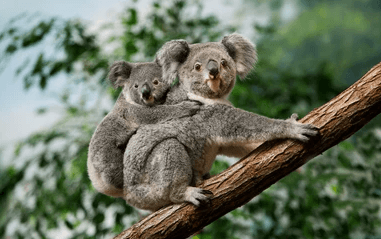 Cute:2jy-Yygjsti= Koalas