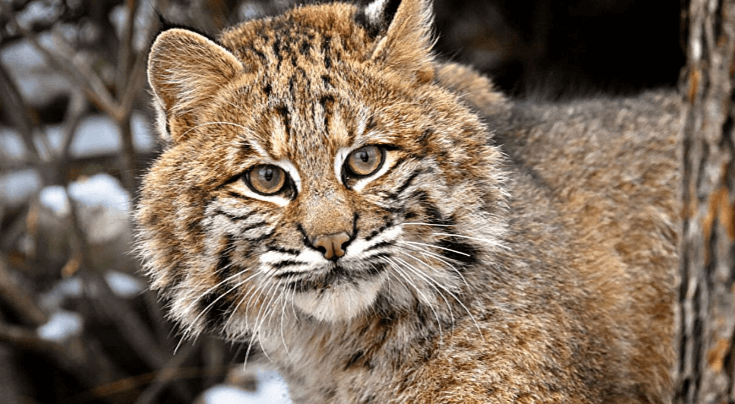 Cute:7xohkiofew8= Bobcats