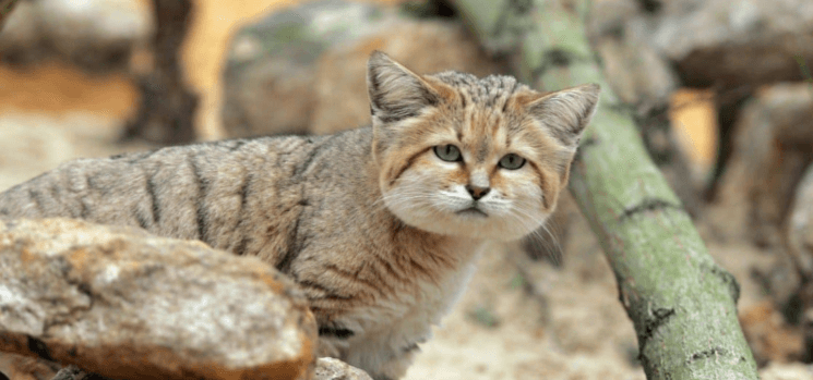 Cute:8ht4wtxoogy= Sand Cat