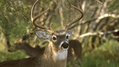 Deer: Predation or Starvation?