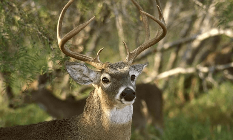 Deer: Predation or Starvation?