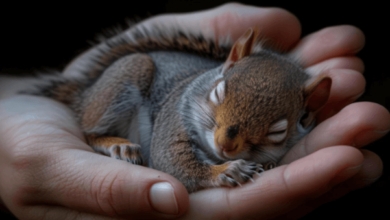 Baby:Ncl4kzxhro8= Squirrel